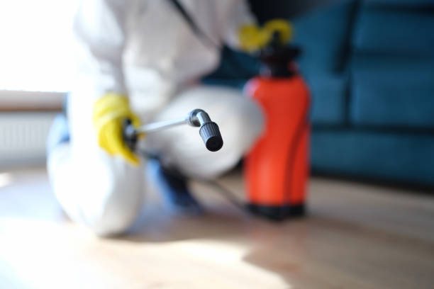 Professional Mold Removal in Virginia, IL